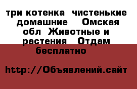 три котенка, чистенькие, домашние  - Омская обл. Животные и растения » Отдам бесплатно   